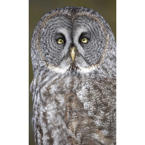 Canada, Quebec, Beauport Great gray owl close-up